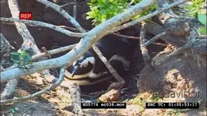 African Penguin sitting on nest
