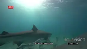 Lemon and Tiger Shark swimming on the ocean floor