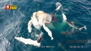 Drone Aerial Shot of shark pups feeding on Whale carcass remains floating above the water.