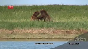 [2] Brown Bears Fighting on the Riverbank GOOD LIGHT