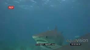 Tiger Shark swimming on the ocean floor CU UW