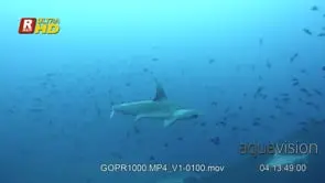 Scalloped hammerhead sharks glide in the sea, LA;DAY.