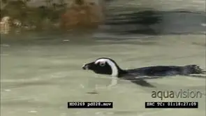 African Penguins at Boulders beach