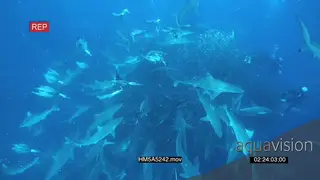 Divers filming Cape Gannets and Blacktip Sharks feeding and hunting on a Sardine bait.