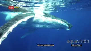 Humpback whale surfacing UW GENERAL BEHAVIOUR