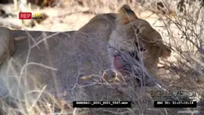 African lioness feeding on carcass bone under shade