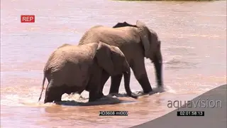 African Elephant herd crossing Mara River following each other AmCam