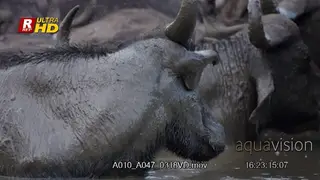 Herd of Cape Buffalo laying in a body of water to mud bath.