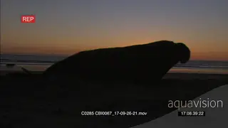 Elephant seal moving grunting and laying down on a beach at sunset LS