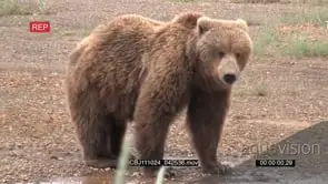 Brown Bear standing Alert on the Riverbank after drinking water
