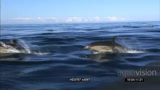 Common Dolphin pod porpoising