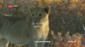 Young lion walks in the bushes