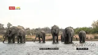 African Elephant herd together with calves drinking in a lake LWS