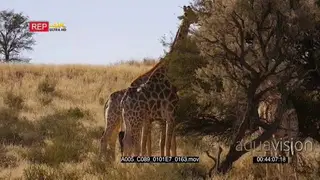 cut away shot of Giraffe eating off a thorn tree