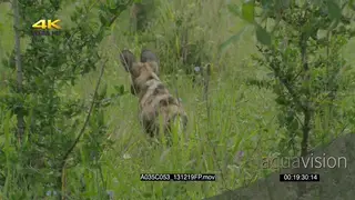 African wild dog scouting hunting stalking alerted behaviour through bushes MS
