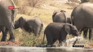African Elephant herd grazing on the riverbank with an elephant calf playing and running.