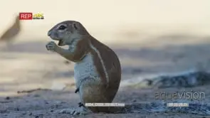 Medium side view of cape ground squirrel sitting eating