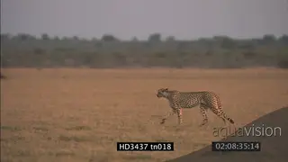 Cheetah walking around and hunting PROFILE
