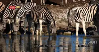 Zebra Dazzle drinking water alert