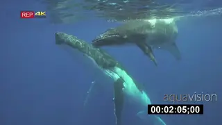 Humpback Whale mother and calf social interaction HAND UW CLEAR