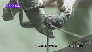 Thorny devil stick insect feeding on leaves