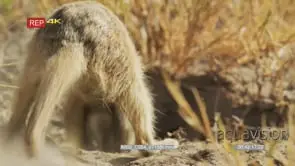 Meerkat digging for scorpion close shot from behind