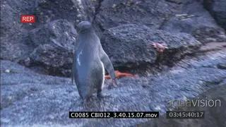 Galapagos penguins swimming getting out in water walking standing on rocks grooming