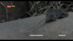 Cape cobra hunting mouse woodland MCU mouse moving away Pan