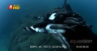 CU shot of a giant manta ray that is heavily laden with Remoras.