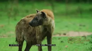 Spotted Hyena with one white blind eye standing facing towards camera
