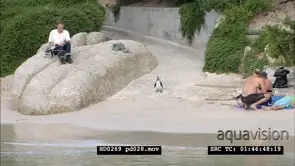 African Penguins at Boulders Beach