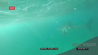 Great white shark hunting UW SHAKY
