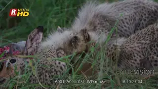 Three Cheetah Cubs feeding on the dead carcass while crouching.