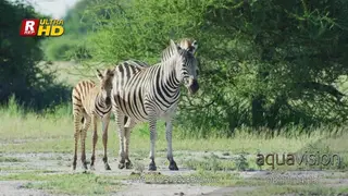 Female Plain Zebra and its foal standing and looking around.