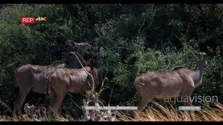 Three female greater kudu eating off a bush
