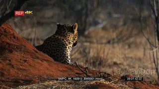 Leopard sitting next to an ant hill