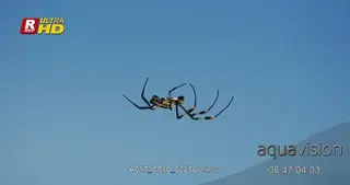 Golden Silk Orb Spider walking, making a web and marking territory.
