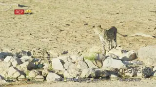 Young leopard drinking from waterhole
