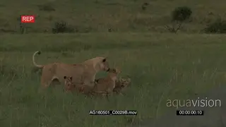 African Lion female and cubs greeting each other