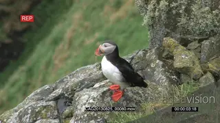 Puffin standing on a rock looking around PROFILE
