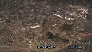 Banded Mongeese walking towards Mozambique Spitting Cobra laying on bushveld hiding…