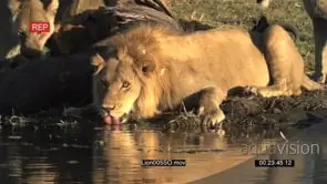 Male lion drinking at waters edge at a river in the Okavango Delta Lioness Pride Feeding.