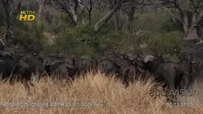 Herd of young and adult Cape buffalo migration display, back view.