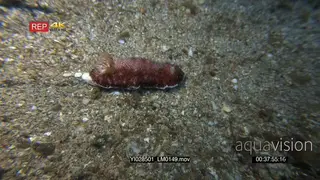 Red and white nudibranch, Goniobranchus sp slides on the sea bed