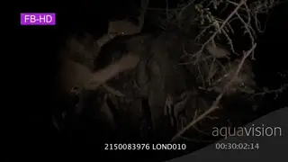 Cape Buffalo and lion interaction LOW LIGHT NIGHT