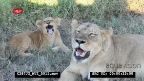 African Lioness mother and cub interacting HA CU
