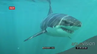 Great white shark gently swimming underwater in ocean turning near camera and passing by.