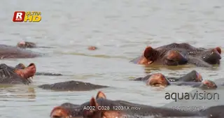 Bloat of Hippos submerged, nostrils, wiggling ears and eyes above the water surface.
