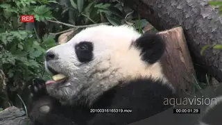 Giant Panda bear cub sitting and feeding on a fruit MS GENERAL BEHAVIOUR
