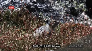 Pika eating and moving on prairie LS, PAN.